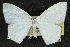  ( - 10ANIC-04164)  @11 [ ] CreativeCommons - Attribution (2010) CBG Photography Group Centre for Biodiversity Genomics
