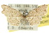 ( - 10ANIC-04176)  @11 [ ] CreativeCommons - Attribution (2010) CBG Photography Group Centre for Biodiversity Genomics