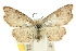  ( - 10ANIC-04177)  @11 [ ] CreativeCommons - Attribution (2010) CBG Photography Group Centre for Biodiversity Genomics