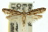 ( - 10ANIC-04182)  @15 [ ] CreativeCommons - Attribution (2010) CBG Photography Group Centre for Biodiversity Genomics