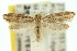 ( - 10ANIC-04185)  @11 [ ] CreativeCommons - Attribution (2010) CBG Photography Group Centre for Biodiversity Genomics