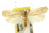  ( - 10ANIC-04211)  @11 [ ] CreativeCommons - Attribution (2010) CBG Photography Group Centre for Biodiversity Genomics