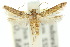  ( - 10ANIC-04241)  @11 [ ] CreativeCommons - Attribution (2010) CBG Photography Group Centre for Biodiversity Genomics