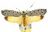  ( - 10ANIC-04269)  @15 [ ] CreativeCommons - Attribution (2010) CBG Photography Group Centre for Biodiversity Genomics