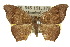  ( - 10ANIC-04295)  @11 [ ] CreativeCommons - Attribution (2010) CBG Photography Group Centre for Biodiversity Genomics