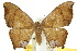  ( - 10ANIC-04296)  @11 [ ] CreativeCommons - Attribution (2010) CBG Photography Group Centre for Biodiversity Genomics