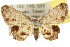  ( - 10ANIC-04311)  @14 [ ] CreativeCommons - Attribution (2010) CBG Photography Group Centre for Biodiversity Genomics