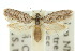  ( - 10ANIC-04363)  @11 [ ] CreativeCommons - Attribution (2010) CBG Photography Group Centre for Biodiversity Genomics