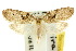  (Tanaoctena ooptila - 10ANIC-04367)  @11 [ ] CreativeCommons - Attribution (2010) CBG Photography Group Centre for Biodiversity Genomics