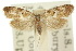  ( - 10ANIC-04370)  @11 [ ] CreativeCommons - Attribution (2010) CBG Photography Group Centre for Biodiversity Genomics