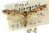  ( - 10ANIC-04380)  @11 [ ] CreativeCommons - Attribution (2010) CBG Photography Group Centre for Biodiversity Genomics