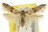  (Blastobasis scotia - 10ANIC-04381)  @14 [ ] CreativeCommons - Attribution (2010) CBG Photography Group Centre for Biodiversity Genomics