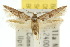 ( - 10ANIC-04382)  @15 [ ] CreativeCommons - Attribution (2010) CBG Photography Group Centre for Biodiversity Genomics