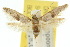  ( - 10ANIC-04383)  @14 [ ] CreativeCommons - Attribution (2010) CBG Photography Group Centre for Biodiversity Genomics