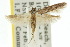  ( - 10ANIC-04384)  @14 [ ] CreativeCommons - Attribution (2010) CBG Photography Group Centre for Biodiversity Genomics