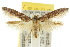  ( - 10ANIC-04386)  @15 [ ] CreativeCommons - Attribution (2010) CBG Photography Group Centre for Biodiversity Genomics