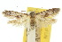  (Blastobasis phaeopasta - 10ANIC-04387)  @11 [ ] CreativeCommons - Attribution (2010) CBG Photography Group Centre for Biodiversity Genomics