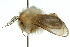  ( - 10ANIC-04405)  @11 [ ] CreativeCommons - Attribution (2010) CBG Photography Group Centre for Biodiversity Genomics