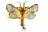  ( - 10ANIC-04415)  @14 [ ] CreativeCommons - Attribution (2010) CBG Photography Group Centre for Biodiversity Genomics