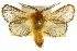  ( - 10ANIC-04417)  @15 [ ] CreativeCommons - Attribution (2010) CBG Photography Group Centre for Biodiversity Genomics