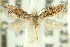  (Urodeta - 10ANIC-04469)  @13 [ ] CreativeCommons - Attribution (2010) CBG Photography Group Centre for Biodiversity Genomics
