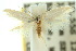  ( - 10ANIC-04473)  @11 [ ] CreativeCommons - Attribution (2010) CBG Photography Group Centre for Biodiversity Genomics