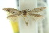  ( - 10ANIC-04497)  @12 [ ] CreativeCommons - Attribution (2010) CBG Photography Group Centre for Biodiversity Genomics