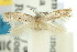  ( - 10ANIC-04532)  @11 [ ] CreativeCommons - Attribution (2010) CBG Photography Group Centre for Biodiversity Genomics
