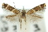  ( - 10ANIC-04544)  @11 [ ] CreativeCommons - Attribution (2010) CBG Photography Group Centre for Biodiversity Genomics