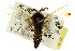 ( - 10ANIC-04573)  @11 [ ] CreativeCommons - Attribution (2010) CBG Photography Group Centre for Biodiversity Genomics