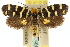  ( - 10ANIC-04624)  @11 [ ] CreativeCommons - Attribution (2010) CBG Photography Group Centre for Biodiversity Genomics