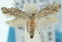  (Elachista - 10ANIC-04748)  @15 [ ] CreativeCommons - Attribution (2010) CBG Photography Group Centre for Biodiversity Genomics