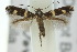  ( - 10ANIC-04777)  @13 [ ] CreativeCommons - Attribution (2010) CBG Photography Group Centre for Biodiversity Genomics