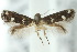  ( - 10ANIC-04837)  @14 [ ] CreativeCommons - Attribution (2010) CBG Photography Group Centre for Biodiversity Genomics