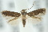  ( - 10ANIC-04838)  @14 [ ] CreativeCommons - Attribution (2010) CBG Photography Group Centre for Biodiversity Genomics