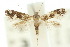  ( - 10ANIC-04841)  @11 [ ] CreativeCommons - Attribution (2010) CBG Photography Group Centre for Biodiversity Genomics
