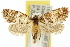  ( - 10ANIC-04864)  @15 [ ] CreativeCommons - Attribution (2010) CBG Photography Group Centre for Biodiversity Genomics