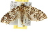  ( - 10ANIC-04871)  @14 [ ] CreativeCommons - Attribution (2010) CBG Photography Group Centre for Biodiversity Genomics