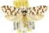  ( - 10ANIC-04885)  @11 [ ] CreativeCommons - Attribution (2010) CBG Photography Group Centre for Biodiversity Genomics