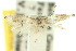  ( - 10ANIC-04966)  @11 [ ] CreativeCommons - Attribution (2010) CBG Photography Group Centre for Biodiversity Genomics