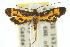  ( - 10ANIC-04982)  @14 [ ] CreativeCommons - Attribution (2010) CBG Photography Group Centre for Biodiversity Genomics
