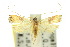  ( - 10ANIC-04994)  @11 [ ] CreativeCommons - Attribution (2010) CBG Photography Group Centre for Biodiversity Genomics