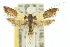  ( - 10ANIC-05012)  @11 [ ] CreativeCommons - Attribution (2010) CBG Photography Group Centre for Biodiversity Genomics