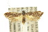  (Sarisophora nyctiphylax - 10ANIC-05033)  @11 [ ] CreativeCommons - Attribution (2010) CBG Photography Group Centre for Biodiversity Genomics