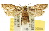  (Tinissa rigida - 10ANIC-05049)  @15 [ ] CreativeCommons - Attribution (2010) CBG Photography Group Centre for Biodiversity Genomics