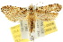  (Scardiinae - 10ANIC-05056)  @15 [ ] CreativeCommons - Attribution (2010) CBG Photography Group Centre for Biodiversity Genomics