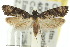  ( - 10ANIC-05067)  @11 [ ] CreativeCommons - Attribution (2010) CBG Photography Group Centre for Biodiversity Genomics