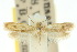  ( - 10ANIC-05070)  @11 [ ] CreativeCommons - Attribution (2010) CBG Photography Group Centre for Biodiversity Genomics