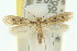  (Tinea translucens - 10ANIC-05074)  @15 [ ] CreativeCommons - Attribution (2010) CBG Photography Group Centre for Biodiversity Genomics