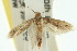  ( - 10ANIC-05075)  @12 [ ] CreativeCommons - Attribution (2010) CBG Photography Group Centre for Biodiversity Genomics
